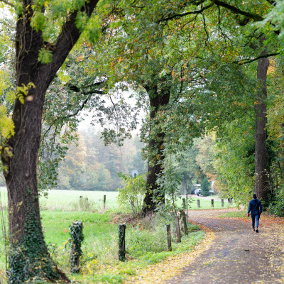 Fußweg gesäumt von einer Wiese und Bäumen, ein Spazierender
